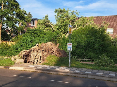NOC-Poly- Stormschade omgewaaide boom in de wijk De Gors